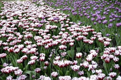 Pink flowers blooming on field