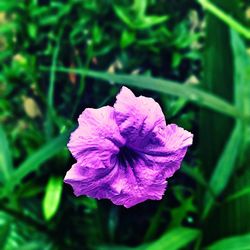 Close-up of pink flower blooming outdoors