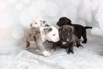 Puppies against white backdrop