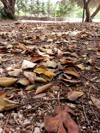 Close-up of dry leaves on ground