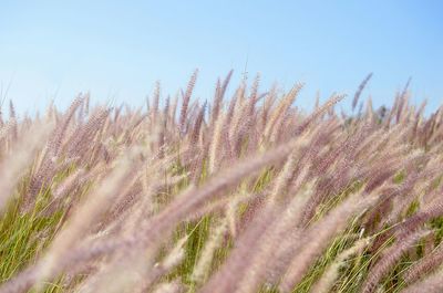 Plants growing in field