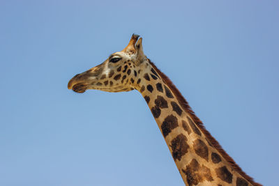 Low angle view of giraffe against clear sky