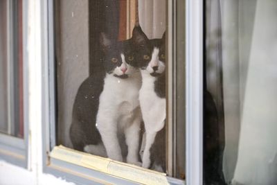 Close-up of cat in cage