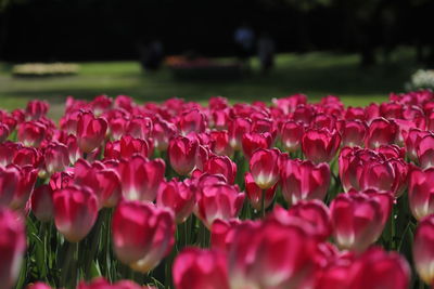 Close-up of pink flowering plants in park