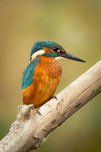 Close-up of bird perching on branch