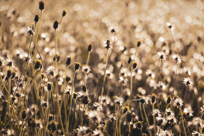 Close-up of flowering plants on field