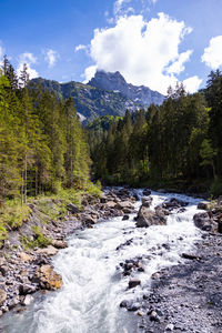 Scenic view of stream amidst trees against sky