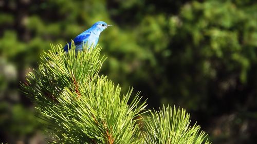 Bird perching on plant