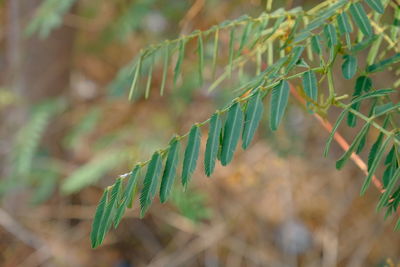 Close-up of crop growing on field