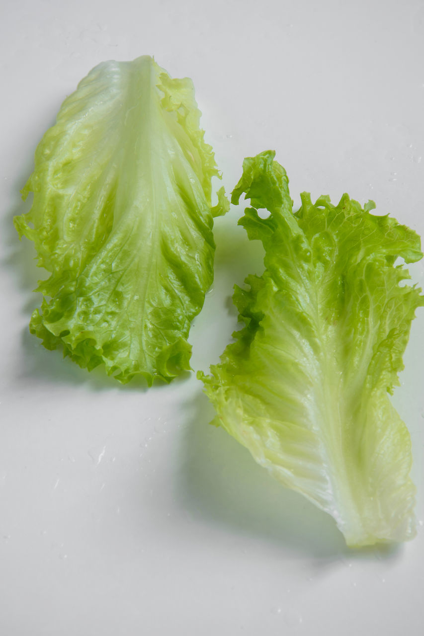 HIGH ANGLE VIEW OF GREEN LEAF ON WHITE BACKGROUND