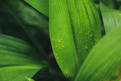 Close-up of raindrops on green leaves