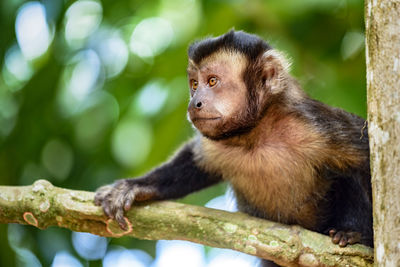 Monkey looking away at rainforest