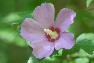 Close-up of flower blooming outdoors
