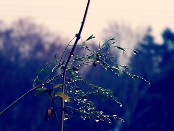 Low angle view of plant against sky