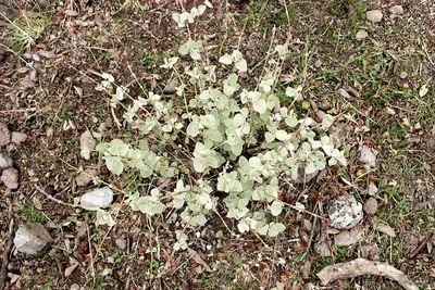 High angle view of flowering plant on field