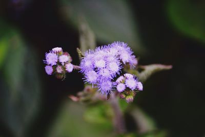 Close-up of purple flowers blooming outdoors