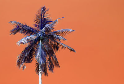 Low angle view of palm tree against orange sky