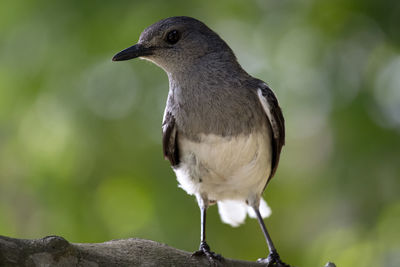 Close-up of bird