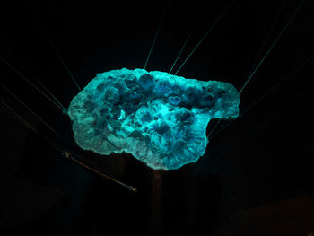 Close-up of blue jellyfish against black background