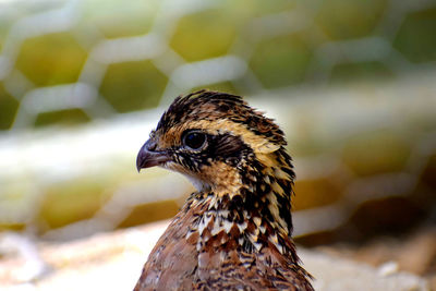 Close-up of a bird