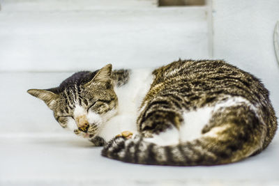 Close-up of cat sleeping