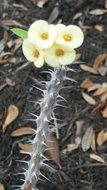 Close-up of flower against blurred background