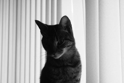 Close-up of cat sitting by window blinds