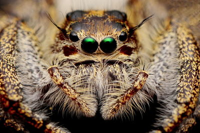 Close-up of spider