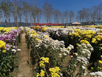 Flowering plants and trees on field against sky