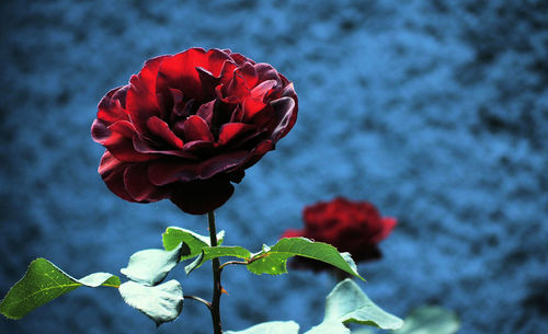 Close-up of red flower blooming outdoors