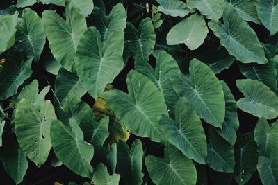 Full frame shot of fresh green leaves