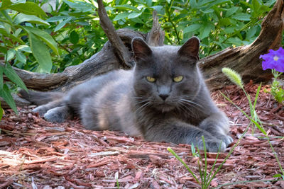 Cat lying on a land