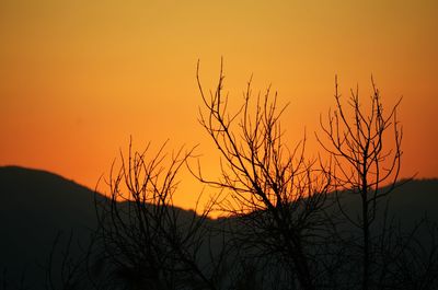Silhouette bare tree against orange sky
