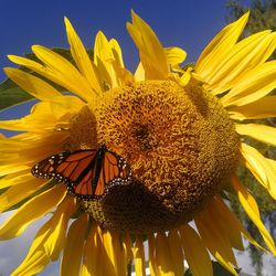 Close-up of honey bee on sunflower