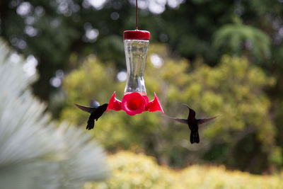 Hummingbirds flying by bird feeder against trees