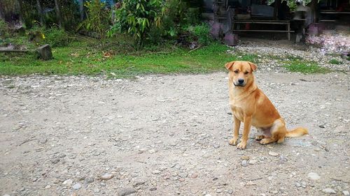 Portrait of dog