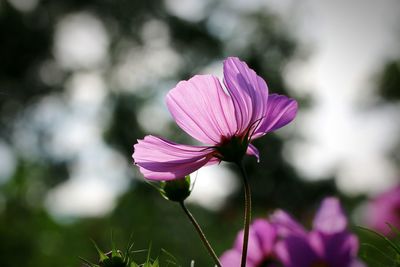 Close-up of pink flower blooming outdoors