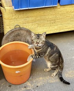 Cat sitting in a water