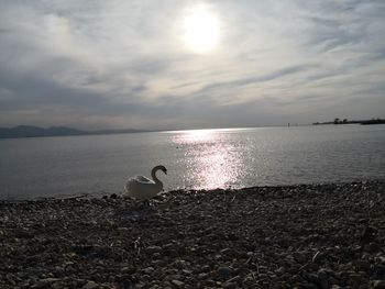 View of seagulls on beach