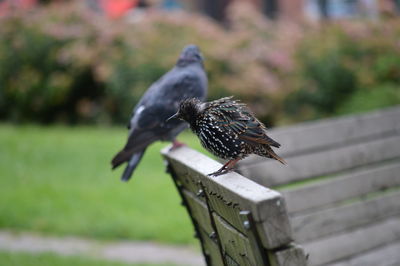 Close-up of bird perching on wooden bench