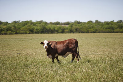 Horse standing in a field