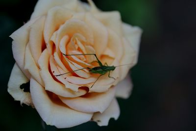 Close-up of rose against black background