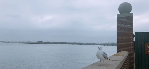 Seagulls on a building