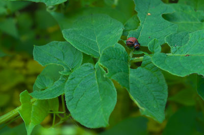 High angle view of insect on leaves