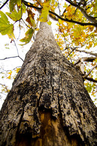 Low angle view of tree against the sky