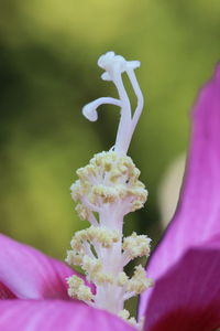 Close-up of purple flowering plant