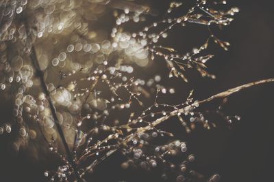 Close-up of wet plants during winter