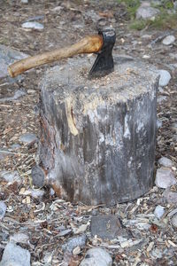 Close-up of tree stump