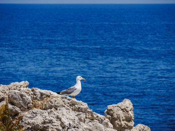 Seagull perching on rock by sea against blue sky