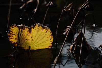 Close up of leaf